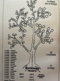 Το δέντρο των Ελλήνων, Σταύρου Θεοφανίδη, Καθηγητή Παντείου