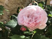 η ποικιλία τριαντάφυλλο που πήρε το όνομα της “Rosa Botsaris”