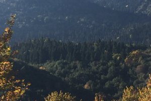 Όλες